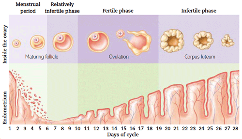 Woman Get Pregnant During Her Period TubeZZZ Porn Photos