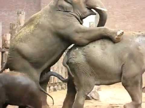 Скачать Бесплатно Секс Слон