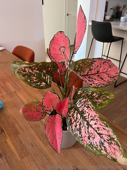 Aspen Gree nude leaks
