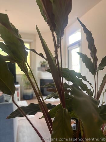 Aspen Gree / aspencgreenthumb nude photo #21