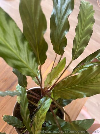 Aspen Gree / aspencgreenthumb nude photo #22