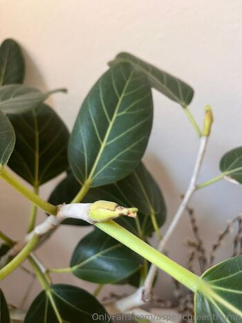 Aspen Gree / aspencgreenthumb nude photo #24