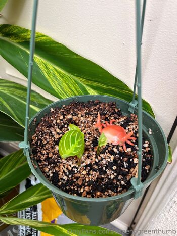 Aspen Gree / aspencgreenthumb nude photo #33