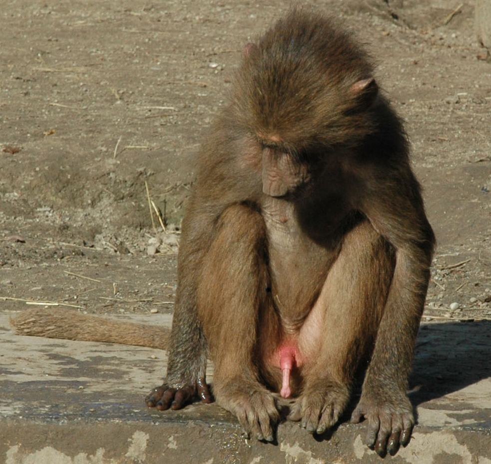 983px x 929px - Baboon dick | TubeZZZ Porn Photos