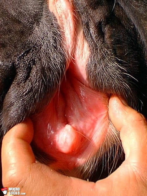 Canine Pussy
