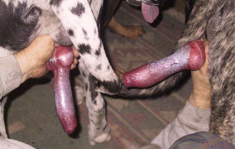Huge Dog Cock Cum.