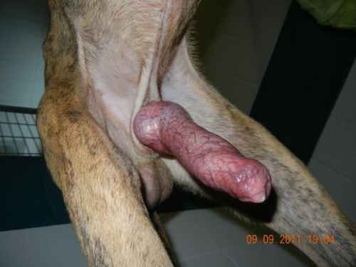 Big dog penis | TubeZZZ Porn Photos