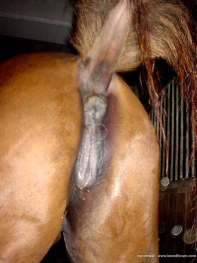 Animal Sex Female Horse Man Fucks Mare.