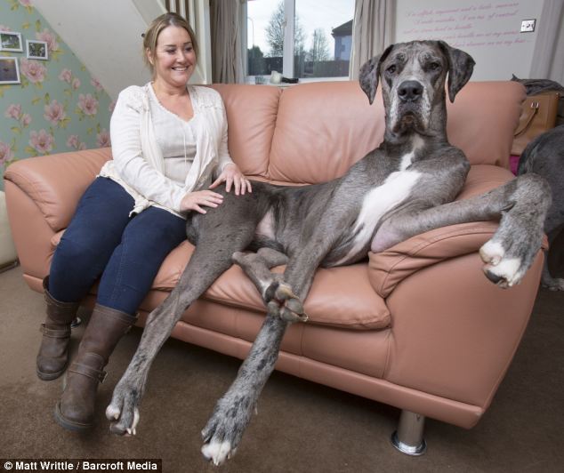 Largest Dog Cock