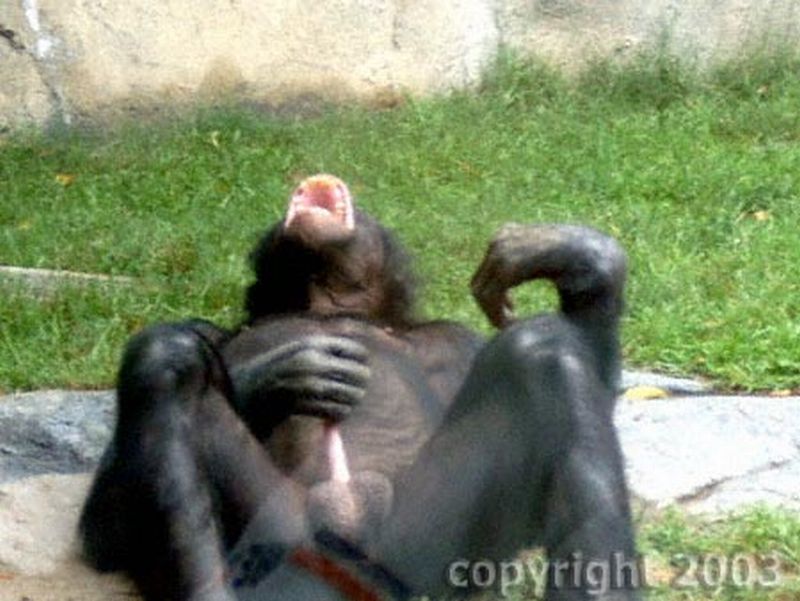 Woman having sex with chimp | TubeZZZ Porn Photos