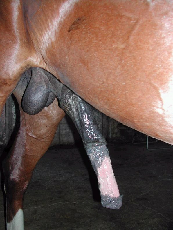 Horse Dick - Big Black Horse Dick | Sex Pictures Pass