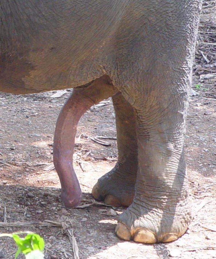 Elephant Cum.