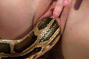 Huge snake in pussy