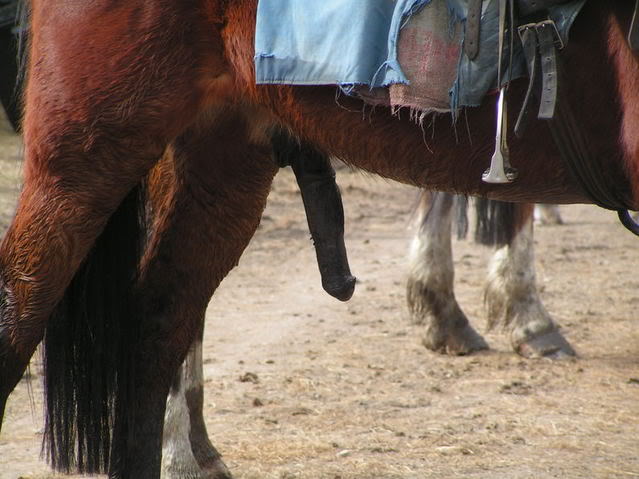 Horse Dick - How big is a horses penis | TubeZZZ Porn Photos