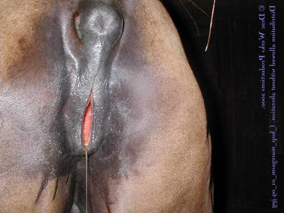 Vagina orgasm horse We love. 