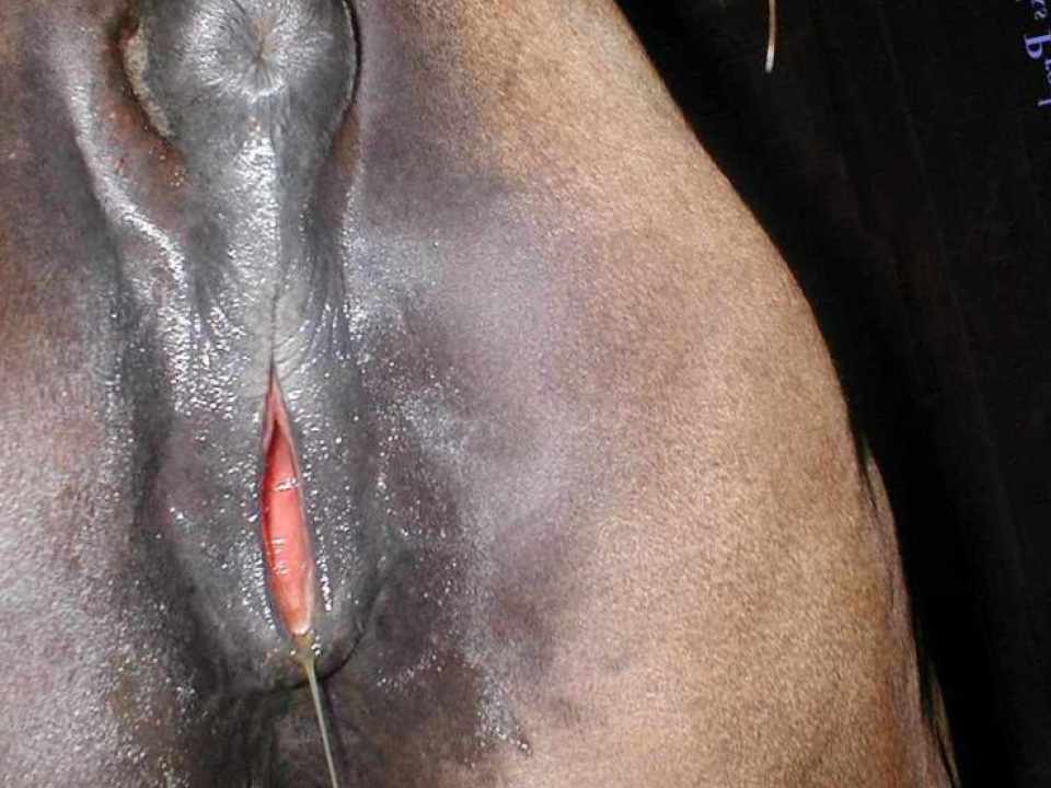 Equine Pussy Porn.