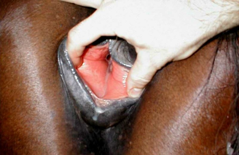 Mare Horse Pussy Orgasm - Hot horse pussy TubeZZZ Porn Photos. 