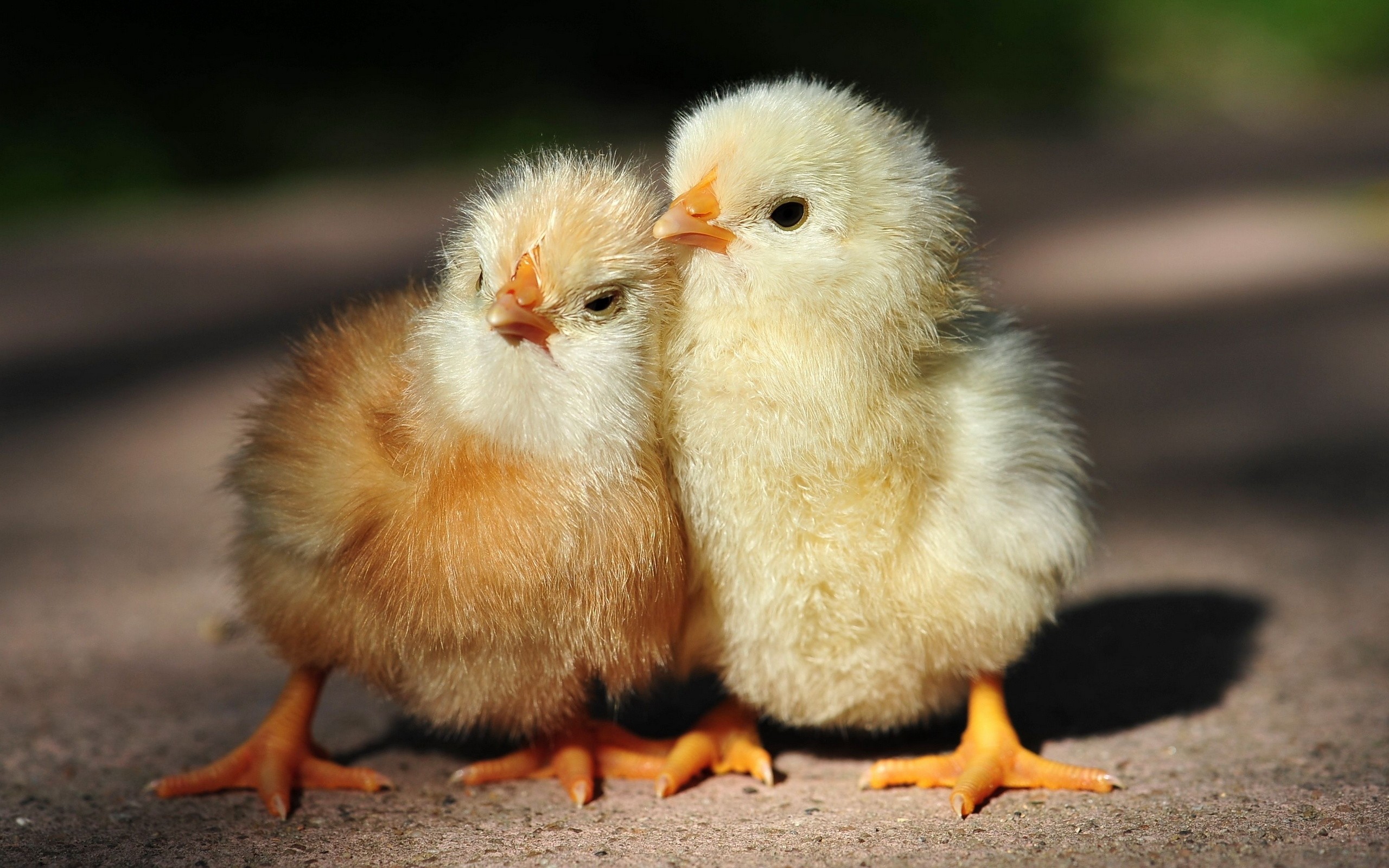 Baby Chicken Porn - Chicks birds | TubeZZZ Porn Photos