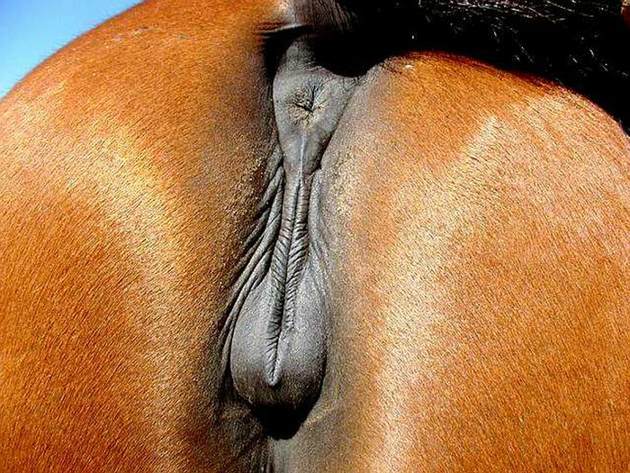 Pictures of horse pussy.