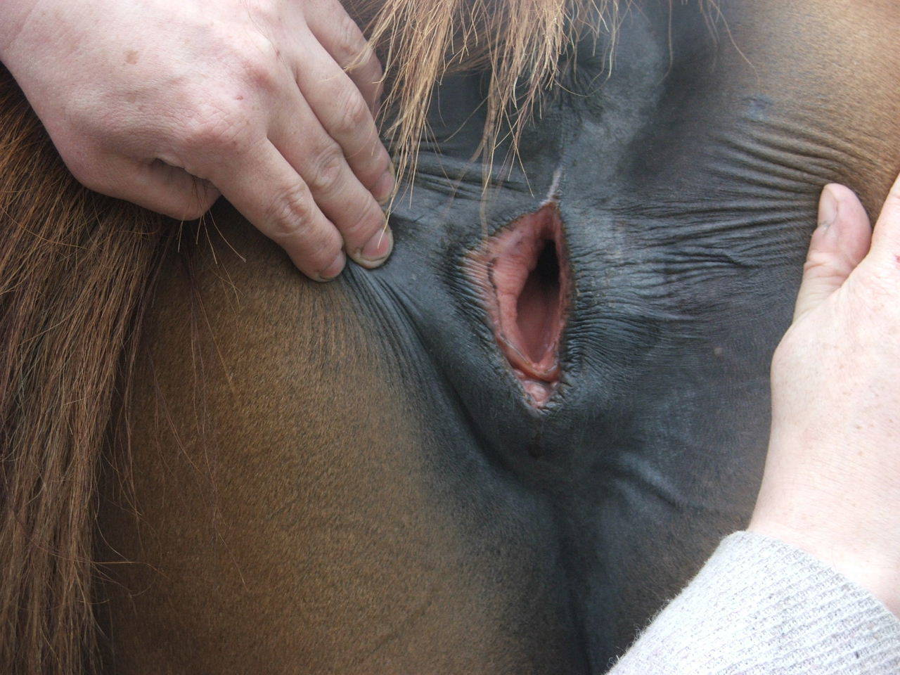 Sexy horse pussy
