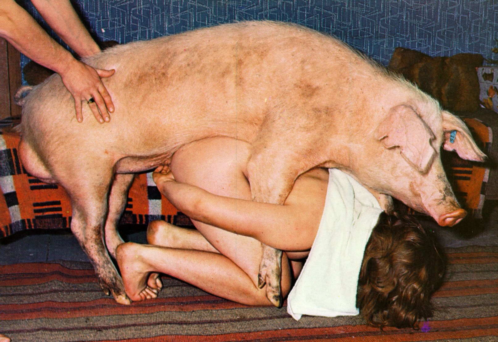 nude girls having sex with pig