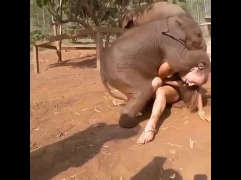 Elephant Girl Sex - Porn Women Fucking Elephants | Sex Pictures Pass