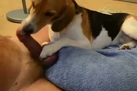 Dog blow job