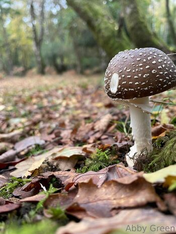 Abby Gree / abbygreen698698 / abby_green_698_ / abbygreen698 nude photo #32