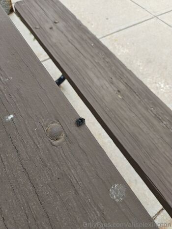 Alice Lexingto / alicelexington nude photo #1