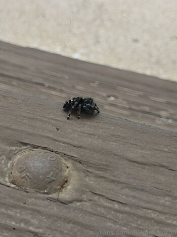 Alice Lexingto / alicelexington nude photo #2