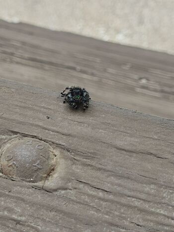 Alice Lexingto / alicelexington nude photo #3