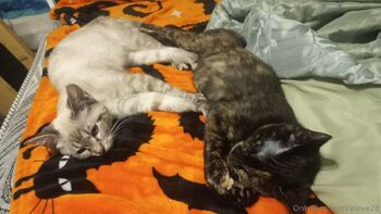 ALove2 / alove28 nude photo #5