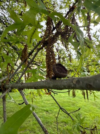 from Ashes to Amar / amaraevermore nude photo #7