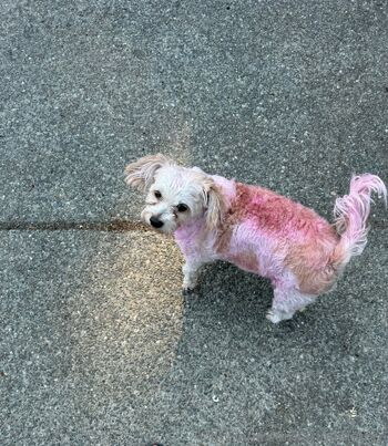 AriaNin / arianinafree nude photo #24