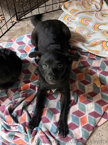 Ashley Kay of Dalla / ashleykaydtx nude photo #12