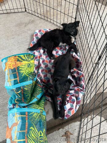 Ashley Kay of Dalla / ashleykaydtx nude photo #15