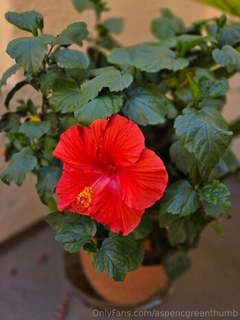 Aspen Gree / aspencgreenthumb / aspencgreen nude photo #2