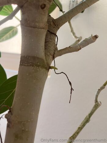 Aspen Gree / aspencgreenthumb / aspencgreen nude photo #25