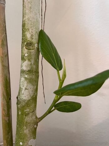 Aspen Gree / aspencgreenthumb / aspencgreen nude photo #26