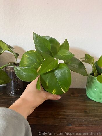 Aspen Gree / aspencgreenthumb / aspencgreen nude photo #28