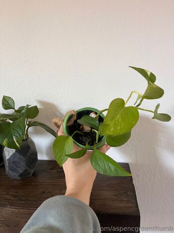 Aspen Gree / aspencgreenthumb / aspencgreen nude photo #29