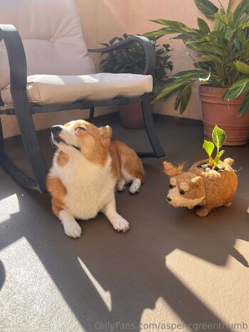 Aspen Gree / aspencgreenthumb / aspencgreen nude photo #39