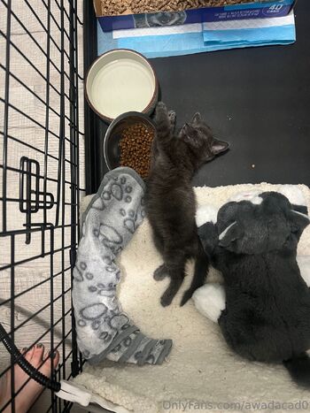 Ca / awadacad0 nude photo #3