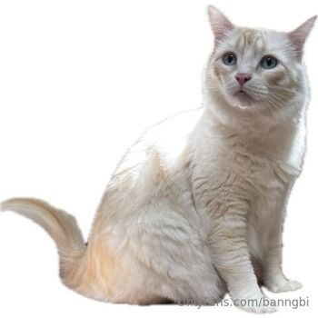 𝔅𝔞𝔫𝔫𝔤𝔟𝔦 / banngbi nude photo #6