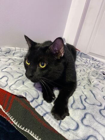 Msbellebeaut / bellethebeauty20 nude photo #18