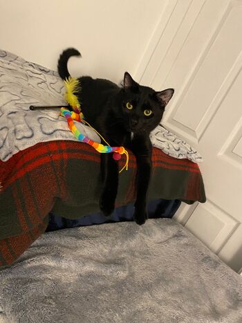 Msbellebeaut / bellethebeauty20 nude photo #19