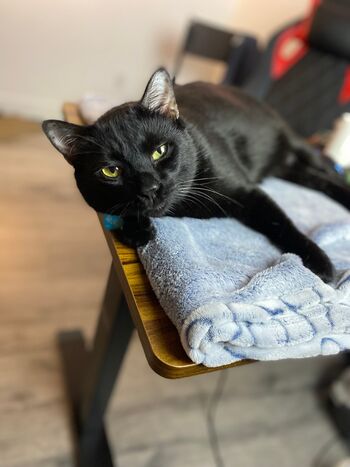 Msbellebeaut / bellethebeauty20 nude photo #20