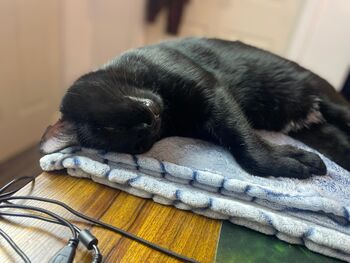 Msbellebeaut / bellethebeauty20 nude photo #21