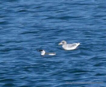 AspenAfterDar / birdmoder nude photo #1