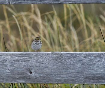 AspenAfterDar / birdmoder nude photo #12